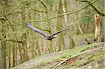 Portrait of Golden Eagle (Aquila chrysaetos) in Flight in Spring, Wildpark Schwarze Berge, Lower Saxony, Germany