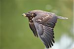 Close-up of Golden Eagle (Aquila chrysaetos) in Flight in Spring, Wildpark Schwarze Berge, Lower Saxony, Germany