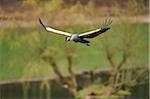 Portrait of Black Crowned Crane (Balearica pavonina) in Flight in Spring, Wildpark Schwarze Berge, Lower Saxony, Germany