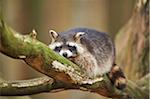 Portrait of Common Raccoon (Procyon lotor) in Tree in Spring, Wildpark Schwarze Berge, Lower Saxony, Germany