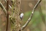 Portrait of Short-toed Treecreeper (Certhia brachydactyla) in Bavarian Forest in Spring, Bavaria, Germany