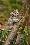 Portrait of European Wildcat (Felis silvestris silvestris) Kitten in Bavarian Forest in Spring, Bavaria, Germany