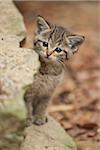 Close-up of European Wildcat (Felis silvestris silvestris) Kitten in Bavarian Forest in Spring, Bavaria, Germany