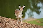 Portrait of Female Fallow Deer (Dama dama) in Meadow in Spring, Wildpark Schwarze Berge, Lower Saxony, Germany