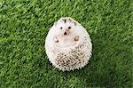 Hedgehog on grass