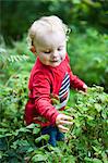 Boy picking raspberrys