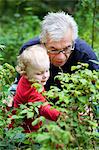 Grandfather and grandchild picking raspberrys
