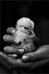 Close-up of mans hands holding chicken