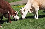 Cows grazing on pasture