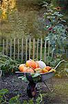 Pumpkins in wheelbarrow