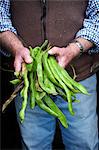 A man holding a handful of long vivid green runner beans, fresh vegetables.