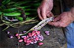 A man taking runner bean seeds out of the dried pods.