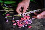 A man taking runner bean seeds out of the dried pods.