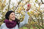 Woman picking an apple from a tree in an apple orchard, Bavaria, Germany