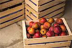 Heap of red ripe apples in crates, Bavaria, Germany