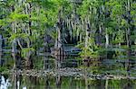 Caddo Lake, Texas, United States of America, North America