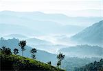 Tea Plantations near Munnar, Kerala, India, South Asia