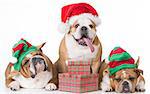 three bulldogs wearing santa and elf costumes on white background