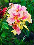 canna flowers