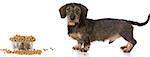 miniature wirehaired dachshund standing by a bowl of kibble on white background