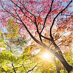 The warm autumn sun shining through colorful treetops, with beautiful bright blue sky. Square composition.