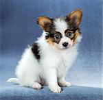 Portrait of a cute puppy Papillon sitting on a blue background