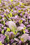 Organic red romaine in a greenhouse selective focus