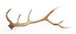 Large antler isolated on a white background