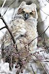 Immature great horned owl.