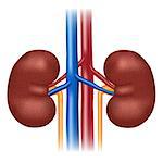 Illustration of healthy kidneys on the white background. Also available as a Vector in Adobe illustrator EPS 10 format.