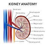 Human kidney anatomy on the white background. Also available as a Vector in Adobe illustrator EPS 10 format.