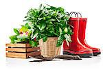 Garden plants in wicker basket from red boots and spade, isolated on white background