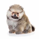 Portrait of a Pomeranian puppy age of 1,5 month isolated on white background