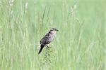 Female red-winged blackbird in soft light.