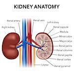 Illustration of diagram of human kidney anatomy. Also available as a Vector in Adobe illustrator EPS 10 format.