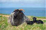 Close-up of a Heidschnucke sheep in spring on Helgoland a small Island of northern Germany