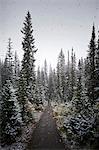 Snowfall in forest of pine trees, Alberta, Canada