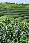 Shoots of the tea leaves, Tea plantation of Green tea(Uji-cha), Ujitawara, Kyoto Prefecture, Japan