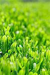 Shoots of the tea leaves, Tea plantation of Green tea(Uji-cha), Ujitawara, Kyoto Prefecture, Japan