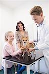 Veterinarian checking dog with stethoscope