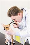 Veterinarian examining ear of dog with otoscope