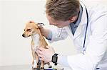 Veterinarian examining a dog