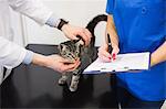 Veterinarians examining kitten