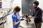 Vet examining dog with its owner