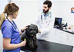 Vets examining dog