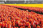 The colourful tulip fields in spring, Berkmeer, Koggenland, North Holland, Netherlands, Europe