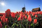 Red tulips in foreground and blue sky frame the windmill in spring, Schermerhorn, Alkmaar, North Holland, Netherlands, Europe