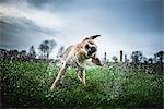 Labrador shaking off water, United Kingdom, Europe