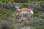 Pronghorn (Antilocapra americana) doe and two days-old fawns, Yellowstone National Park, Wyoming, United States of America, North America