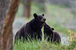 Black Bear (Ursus americanus), sow and yearling cub, Yellowstone National Park, Wyoming, United States of America, North America